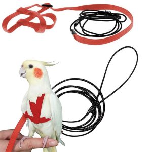 Birds |   Flying Traction Rope Outgoing Leash Bird Leash Parrot Harness Bird Harness Leash Parrot Flying Rope Birds Birds