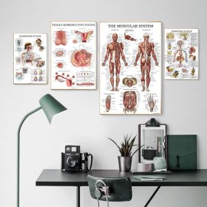 Home Decor |   Human Anatomy Muscle System Poster Art Print Human Body Picture Medical Education Home Decoration Painting Canvas Painting No Frame Home & Kitchen Home Decor