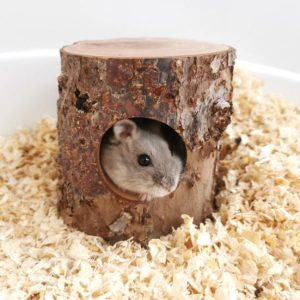 Rodents |   Mouse Tunnel Toy Bite Resistant Moisture-Proof Pet Accessory Natural Wooden Hamster Mouse Pet Supplies Rodents